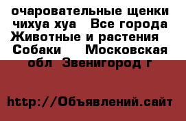 очаровательные щенки чихуа-хуа - Все города Животные и растения » Собаки   . Московская обл.,Звенигород г.